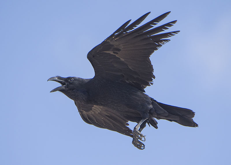 Corvo imperiale - Corvus corax canariensis